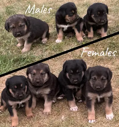 It’s the perfect time of year to get a puppy. We have 4 females and 3 male puppies for sale. These p...