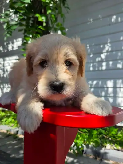 3 females Whoodle puppies for sale, View more