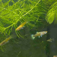 3.5 month old female full gold (24K) guppies CULLS