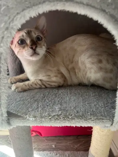 Bonjour j’ai mon chat bengal snow Tica a vendre de quelques mois il a tous eu de c’est vaccins j’ai...