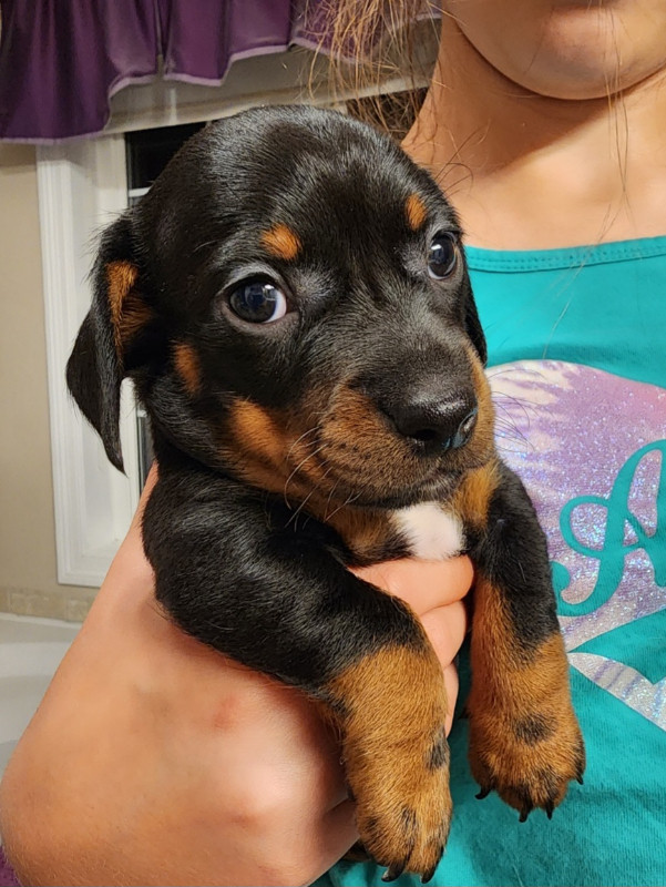 Mini Dachshund Puppies in Dogs & Puppies for Rehoming in Truro