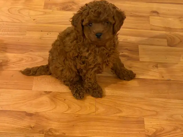 ❤️ Adorable Tiny Toy Poodle  puppies are Available ❤️ in Dogs & Puppies for Rehoming in City of Toronto - Image 6