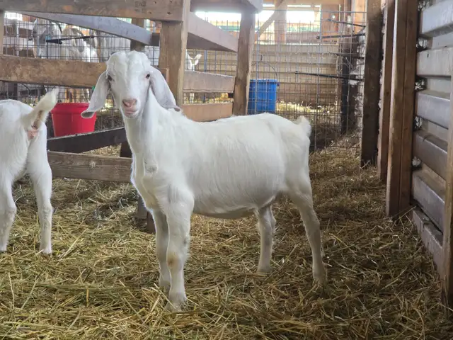 Premium Savannah Breeding Stock (Goat Doelings) For Sale in Livestock in Owen Sound - Image 4