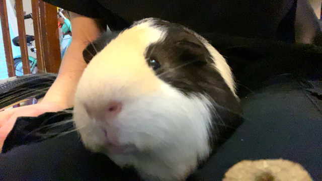 Guinea pigs male in Small Animals for Rehoming in Chilliwack - Image 2