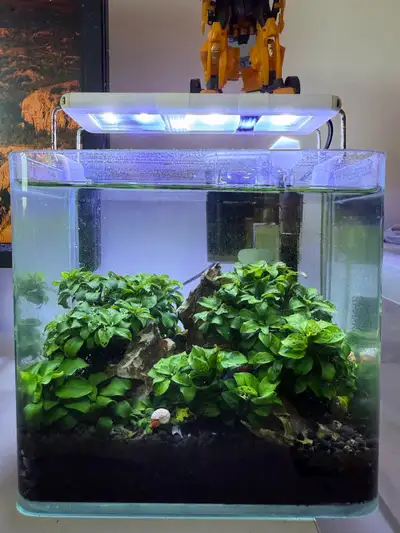 anubias nana mini, View more