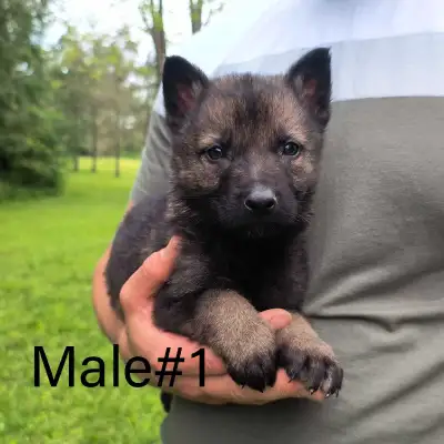 German Shepherd - Working Line Puppies - CKC, View more