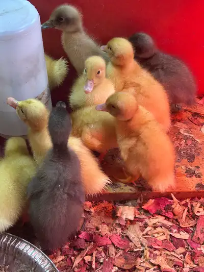 Mixed duck hatching eggs, View more