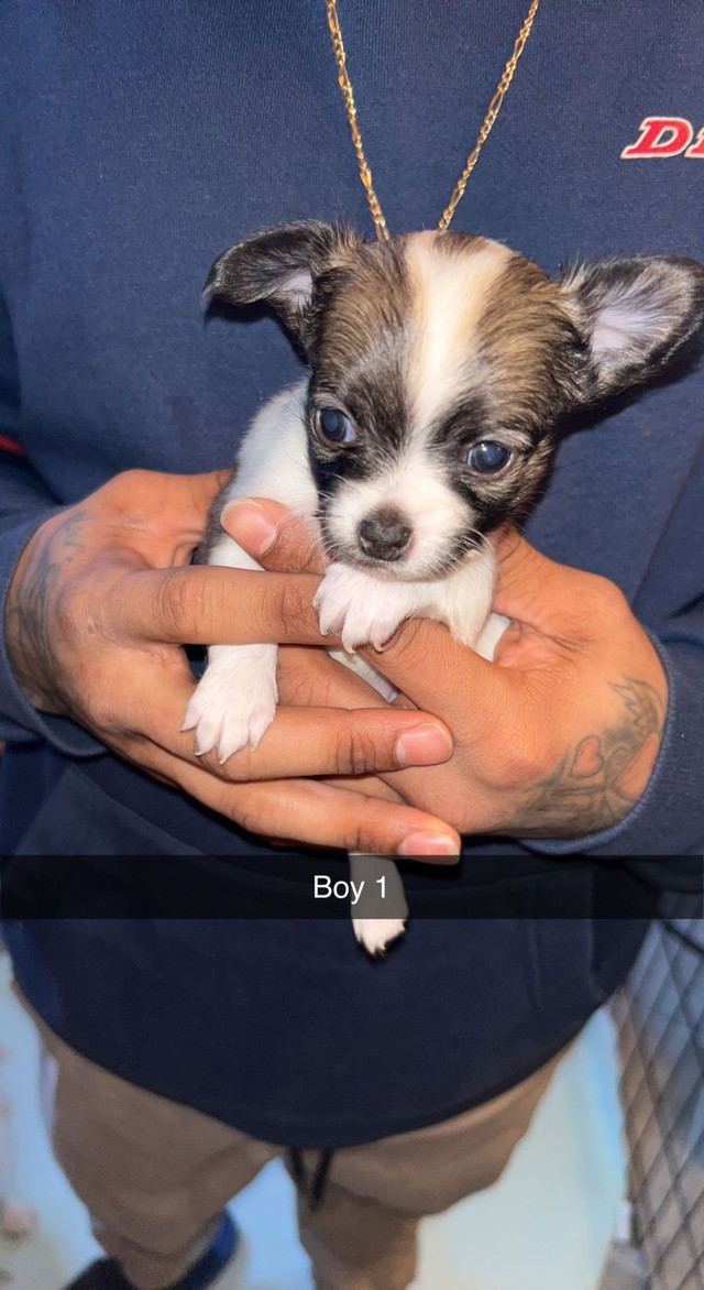 5 LONG HAIR CHIHUAHUA PUPPIES FOR SALE | Dogs & Puppies for Rehoming |  Bedford | Kijiji