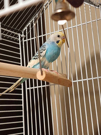 Two young budgies FREE including cage, toys and food