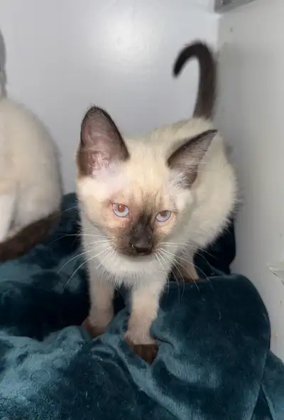  Siamese x ragdoll kittens (2 left!), View more