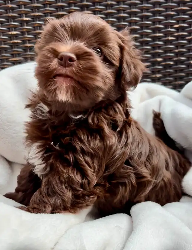Beautiful Chocolate Havanese male puppy available in Dogs & Puppies for Rehoming in West Island - Image 3
