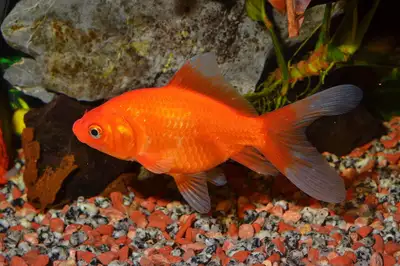 Have a wide range of coloured of gold fish for pond or for aquarium