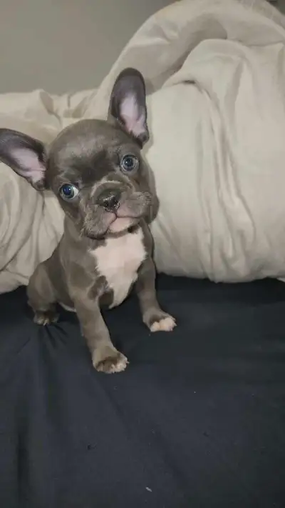 Lilac & Merle Frenchies, View more