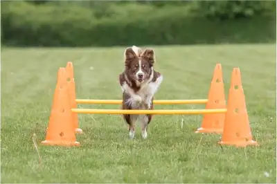 New Open box Pick up in Milton Call or text 4168392421 Trixie Dog Agility Hurdle Cone Set, Portable...
