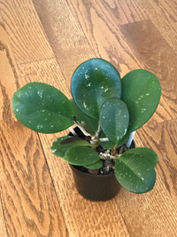 Hoya Obovata plant