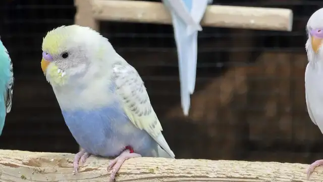 beautiful baby budgie in Birds for Rehoming in Brantford - Image 2