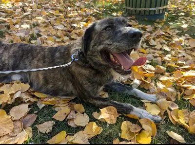 Family friendly sentry dog available, View more
