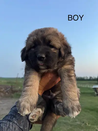 4 girls 3 boys moms pure bred German shepherd dads great pyrnees both amazing dogs these pups are gu...