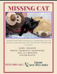 Lost cat... Please help find 