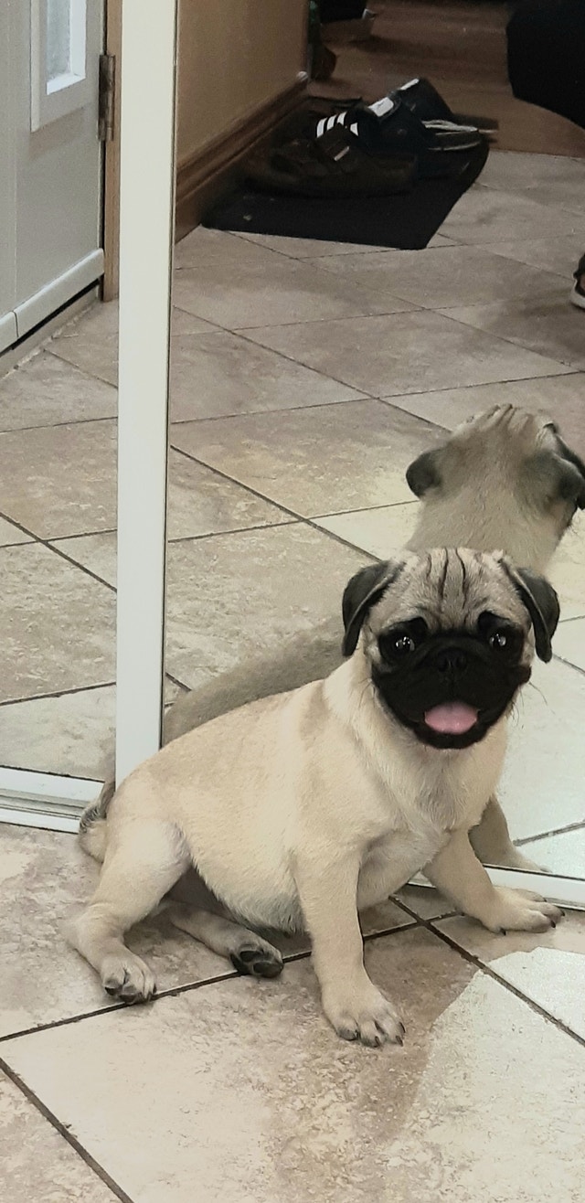 Pug puppies Dogs & Puppies for Rehoming Hamilton Kijiji