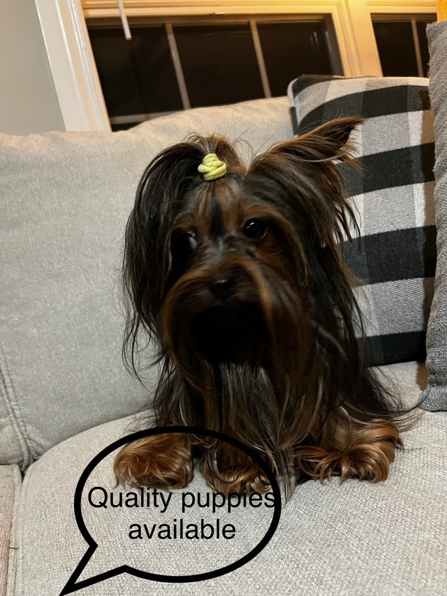 Quality Canadian teacup doll face yorkies Dogs & Puppies for Rehoming