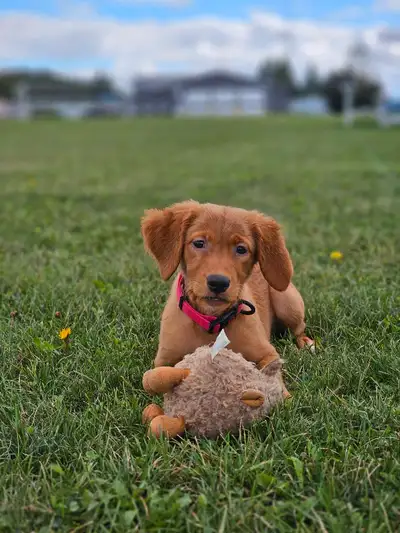 Started Golden Retriever Female-pending, View more
