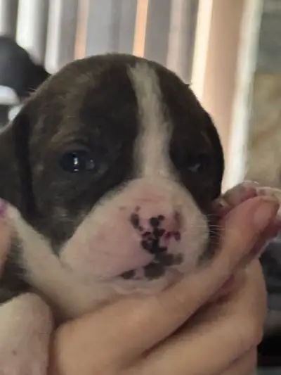 ❤️Can Corso X Boxer/American bulldog! ❤️ready for Christmas., View more