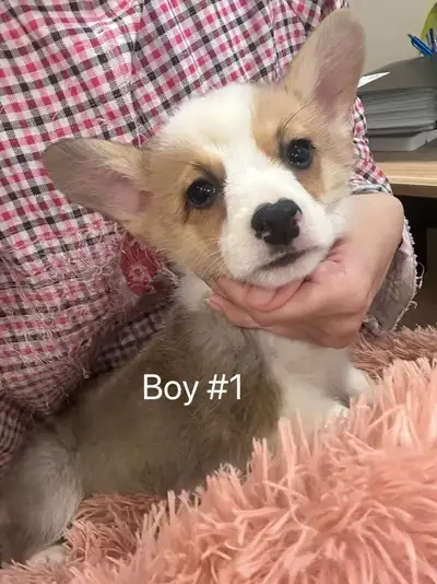 Welsh corgi puppies 2 months old and ready to new home anytime Available ones : Boy 1 - $899 availab...