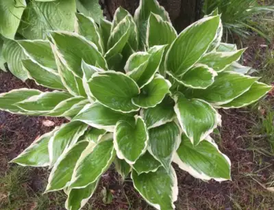 Big HOSTA Mature plants available shown in picture, View more