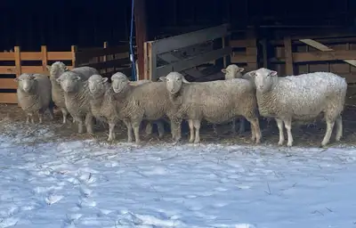 Four bred ewes and ram, View more