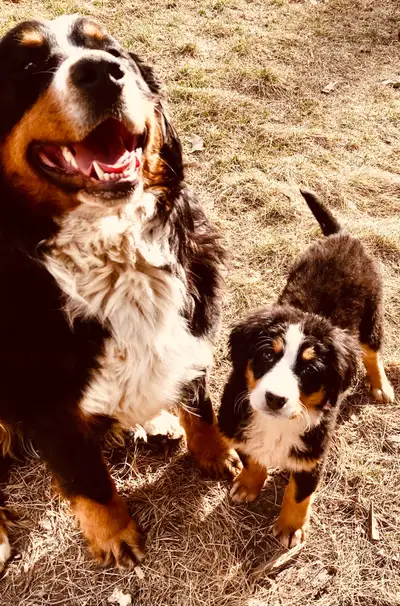 Beautiful Bernese mountain dog puppies Male and female ready now ! Parents are registered Come meet...