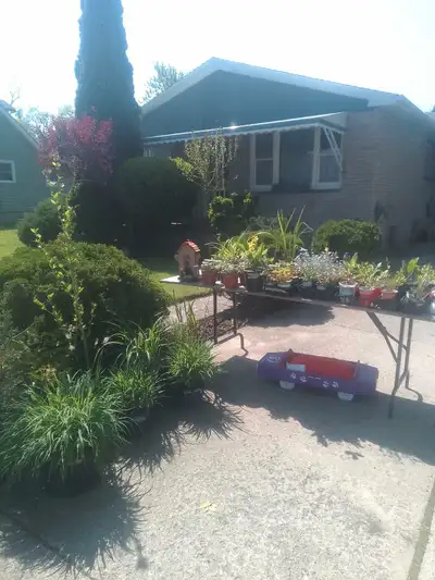 Perennial plants- $1.00 to 5.00. Daisies,lupines, black eyed Susan,purple cone flowers, sedum , ston...