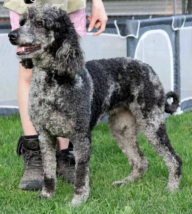 Female small standard poodle in Dogs & Puppies for Rehoming in Mississauga / Peel Region - Image 3