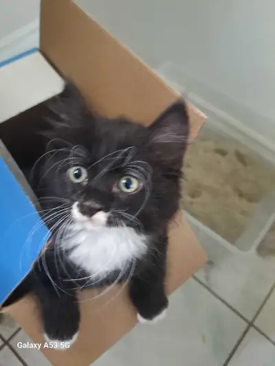 Kittens 9 weeks old 100$, View more