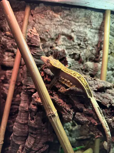 Female Crested Gecko, View more