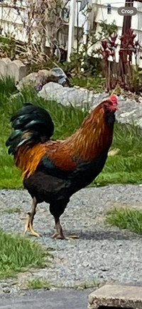 Free  Rooster