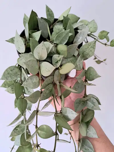 Hoya krohniana super silver, View more