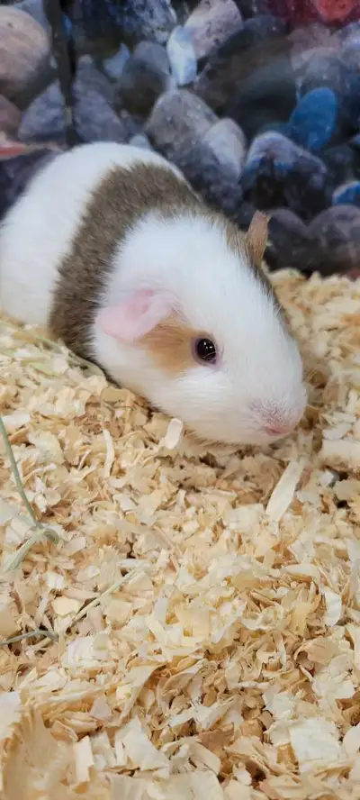We have some young guinea pigs available just 12 weeks old if interested please call 705-878-1507 Pr...
