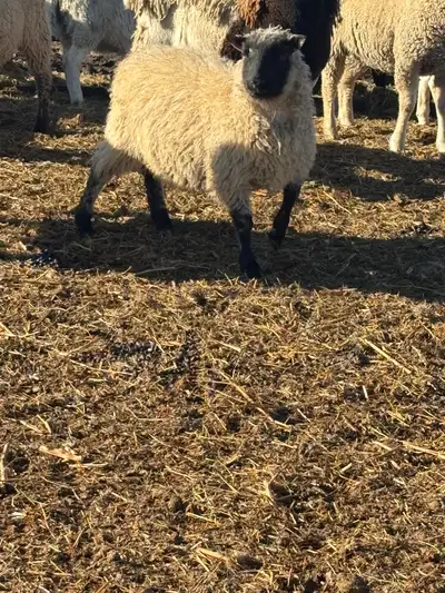 Sheep and goats, View more