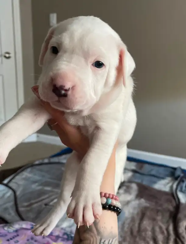 Dogo Argentino Pups CKC dans Chiens et chiots à adopter dans Kamloops - Image 2
