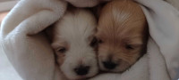 Cute Purebred Havanese Puppies 