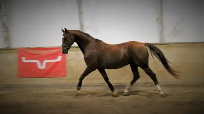 For Sale - 9yr Gelding DHH, View more