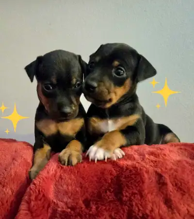Quality MIN PIN PUPS, View more