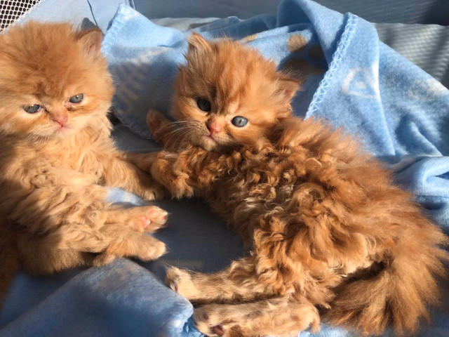 Merveilleux chatons Persans purs très affectueux et présents ! dans Chats et chatons à adopter  à Ville de Québec - Image 2