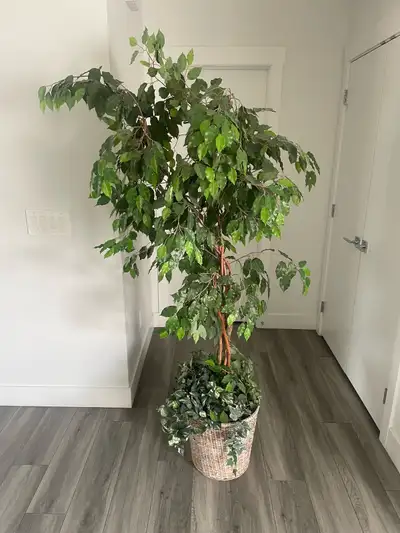 Artificial Ficus Tree, View more