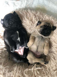 Cutest purebred Pug Puppies for sale
