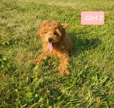Toy poodle puppies, View more