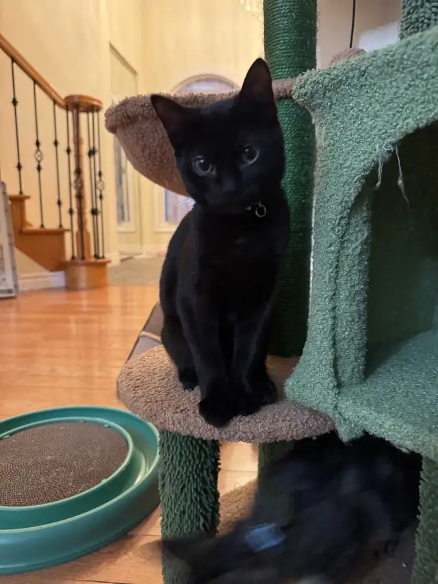Shorthair Domestic Cats in Cats & Kittens for Rehoming in Oakville / Halton Region - Image 5
