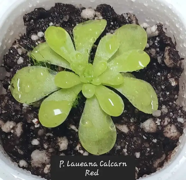 Pinguicula Laueana Calcarn Red butterwort carnivorous plant in Plants, Fertilizer & Soil in City of Toronto - Image 4