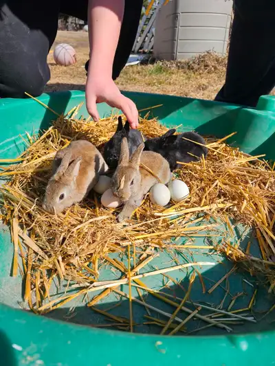 I have adorable baby Rex bunnies for sale! These little ones are various colours as shown in the pho...
